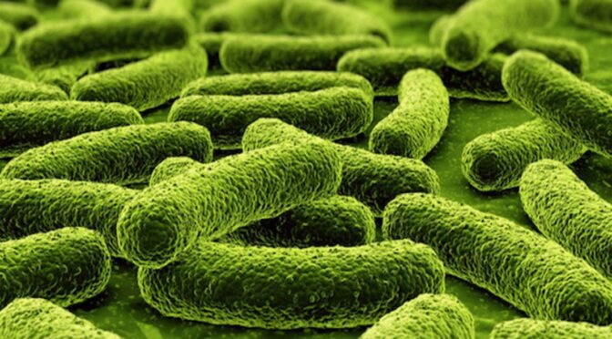 How Much Bacteria Are We Today?
