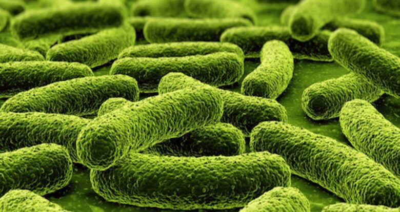 How Much Bacteria Are We
